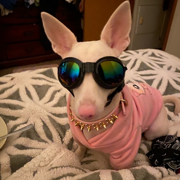 Meet your Posher, Janice - Picture 3 of 4